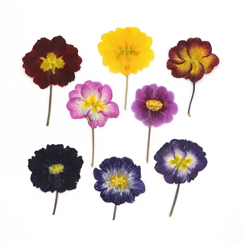 Dried Flower Bookmark - 48개 유럽산 프림로즈 말린 꽃 압화