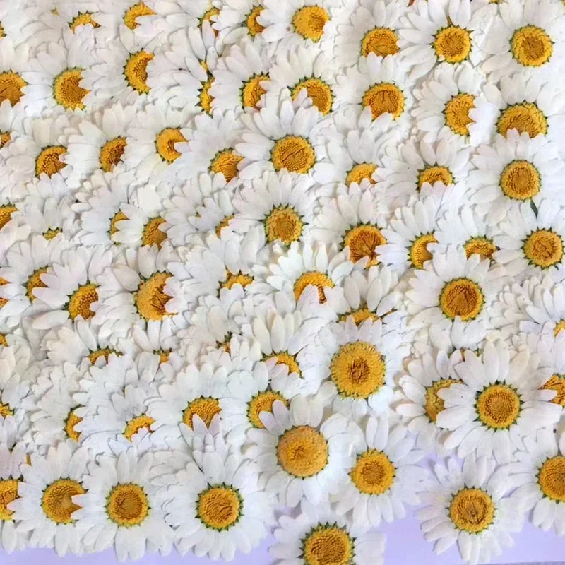 60X 말린 자연 흰색 국화 Paludosum 꽃 보석 - Dried Flower Bookmark 리뷰 및 가격