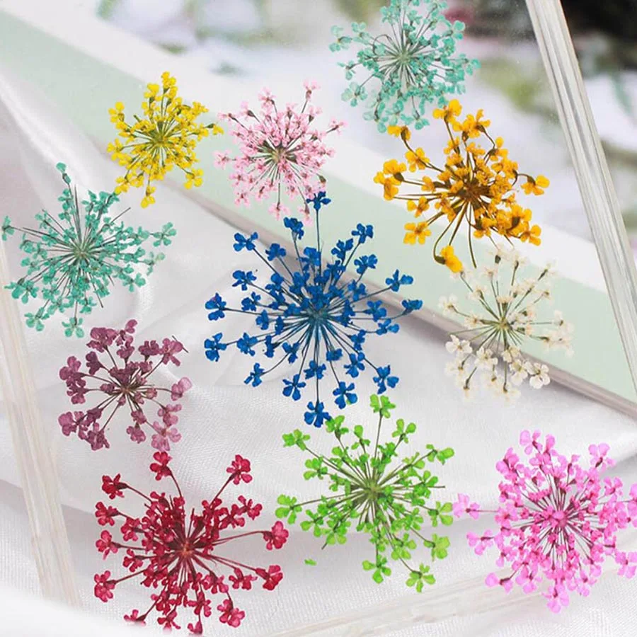 60pcs 말린 20-25mm Ammi Majus 꽃  - Dried Flower Bookmark 리뷰 및 가격
