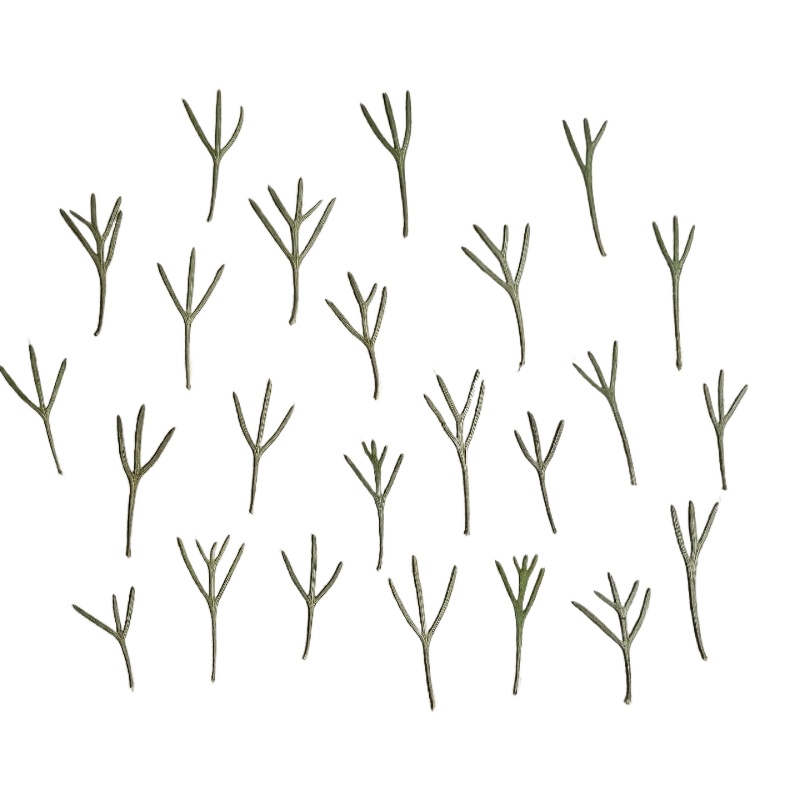 24개, 에폭시 수지 몰드용 실제 압축된 아킬레아 잎  - Dried Flower Bookmark 리뷰 및 가격