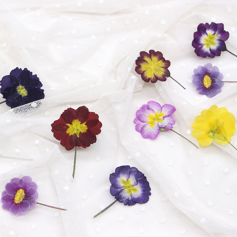 48개 유럽산 프림로즈 말린 꽃 압화 실제 꽃 식물 표 - Dried Flower Bookmark 리뷰 및 가격