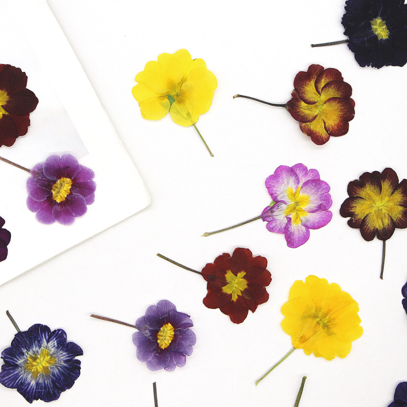 48개 유럽산 프림로즈 말린 꽃 압화 실제 꽃 식물 표 - Dried Flower Bookmark 리뷰 및 가격
