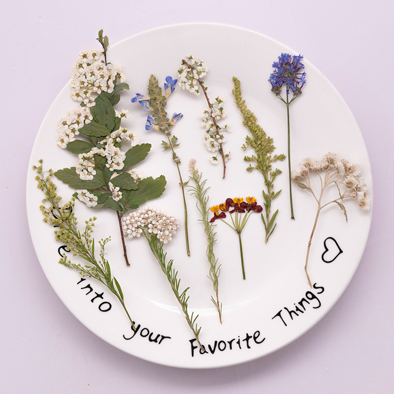 500개 대용량 패키지의 고사리 압화, 교육용 건조 꽃 - Dried Flower Bookmark 리뷰 및 가격
