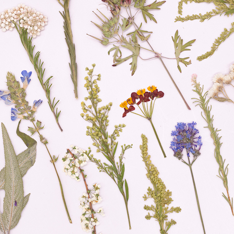 500개 대용량 패키지의 고사리 압화, 교육용 건조 꽃 - Dried Flower Bookmark 리뷰 및 가격