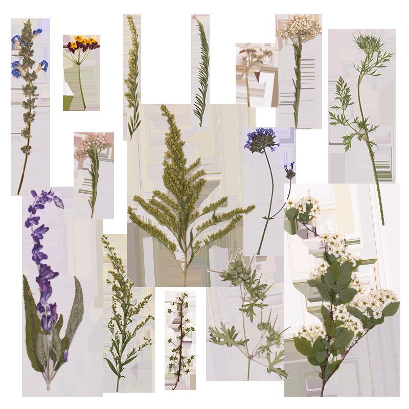 500개 대용량 패키지의 고사리 압화, 교육용 건조 꽃 - Dried Flower Bookmark 리뷰 및 가격