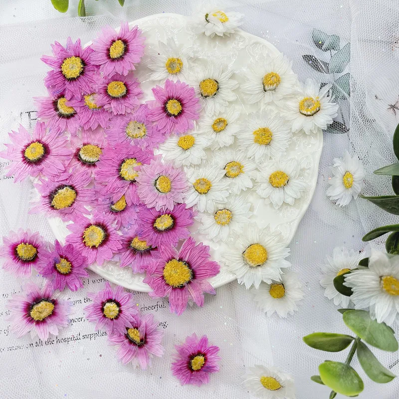 24pcs/2-4CM, 자연 누르면 꽃 꽃잎, 진짜 말 - Dried Flower Bookmark 리뷰 및 가격