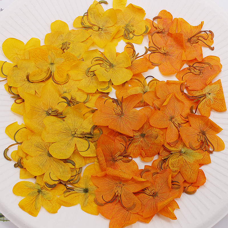 60pcs 말린 압축 노란색/주황색 카시아 꽃 식물 허 - Dried Flower Bookmark 리뷰 및 가격