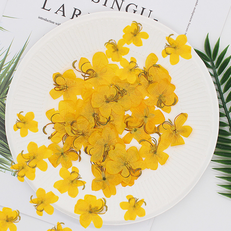 60pcs 말린 압축 노란색/주황색 카시아 꽃 식물 허 - Dried Flower Bookmark 리뷰 및 가격
