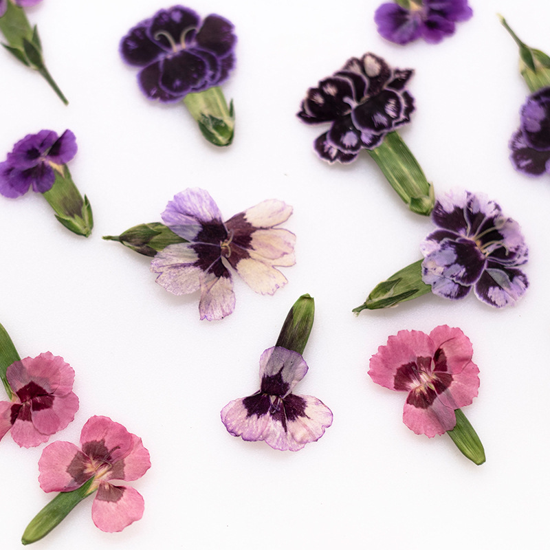 24개, 압화된 디안투스 꽃, 실제 식물 DIY 인사말 - Dried Flower Bookmark 리뷰 및 가격